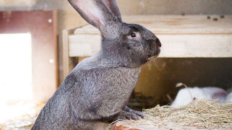 Lapin G Ant De Flandres Une Des Plus Grandes Races De Lapin